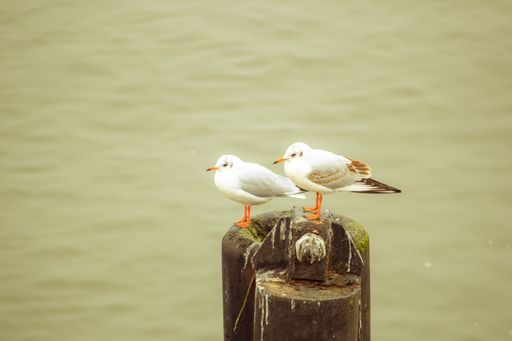 A closeup shot of seagulls on the metal in Klaipeda, Lithuania