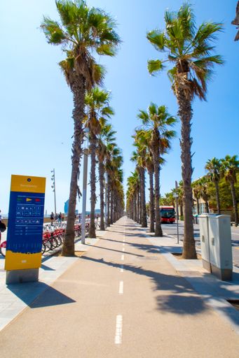 A path with palms near the beach in Barcelona, Spain