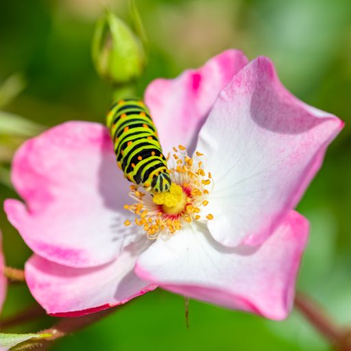 Caterpillar of an old world swallowtail, Papilio machaon on a pink rose