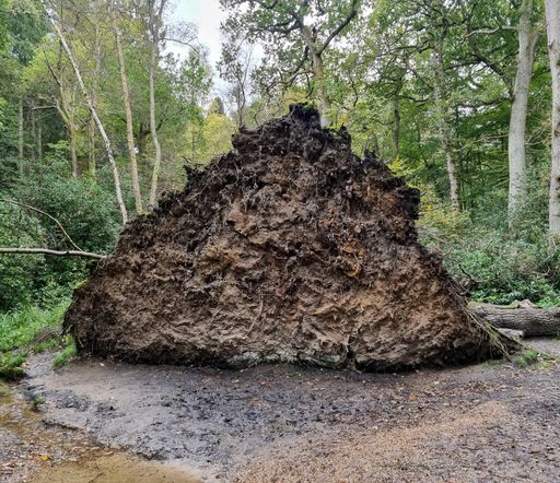 The base of a tree brought down in a storm