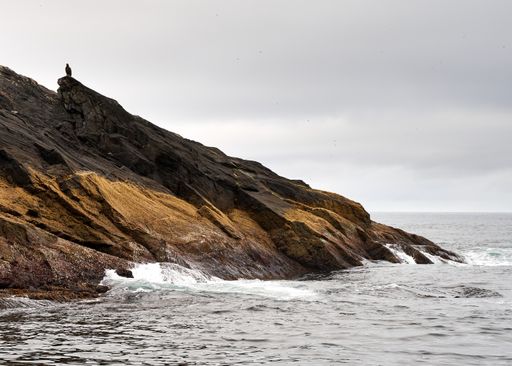 A shot of an eagle sitting on the cliff on a small island, close to Gjesvaer, Norway