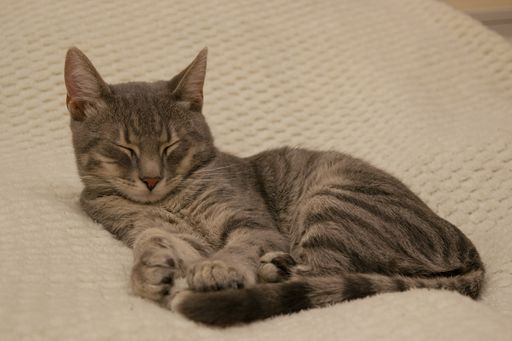 A closeup of a fluffy patterned cat laying on the bed and sleeping