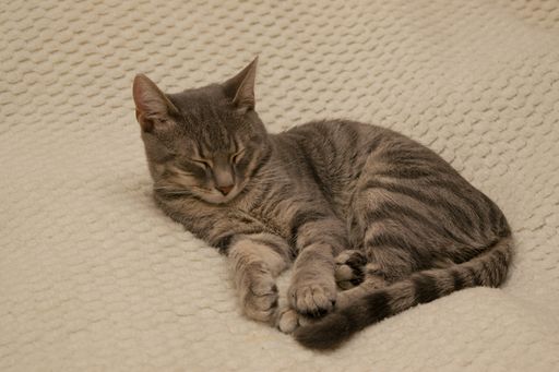 Closeup of a fluffy patterned cat laying on the bed and sleeping