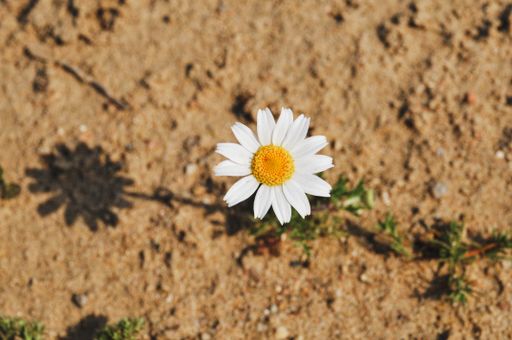A top view of Common daisy on the ground