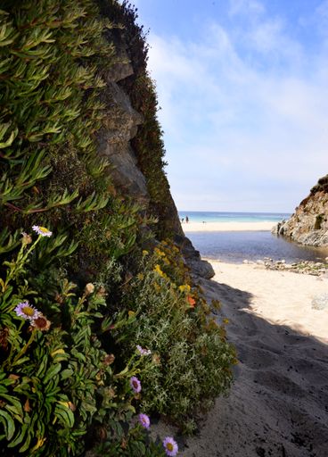 A vertical shot of a cliff covered with flowers and a beautiful sandy beach under a clear sky