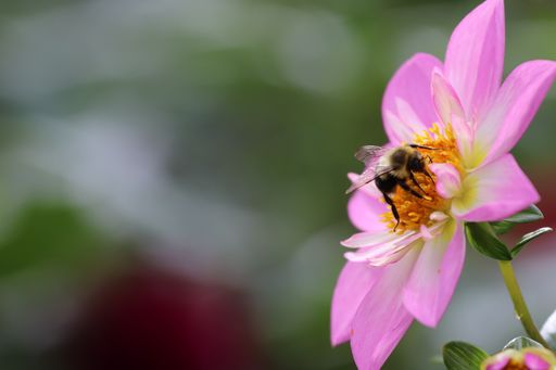 A shallow focus shot of a pink flower with a bee collecting nectar