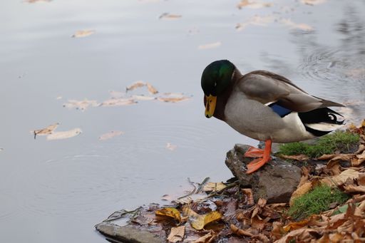 A closeup of a cute little mallard drake duck standing on a rock with dry leaves around it near a lake