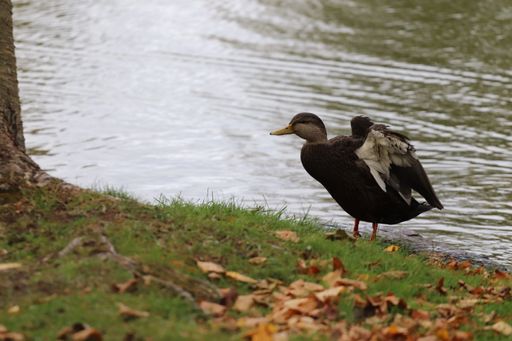 A closeup shot of a duck standing by the water