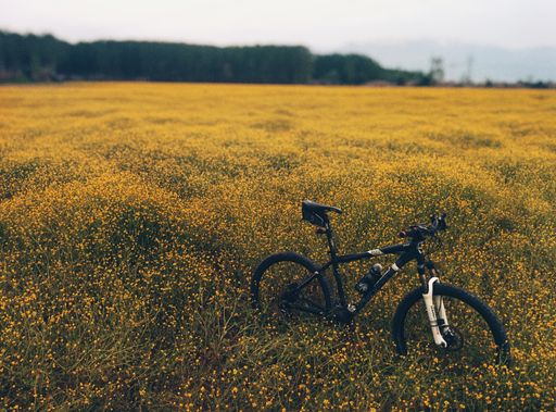 A beautiful shot of a mountain bike  in the middle of a yellow flower field with a blurred background