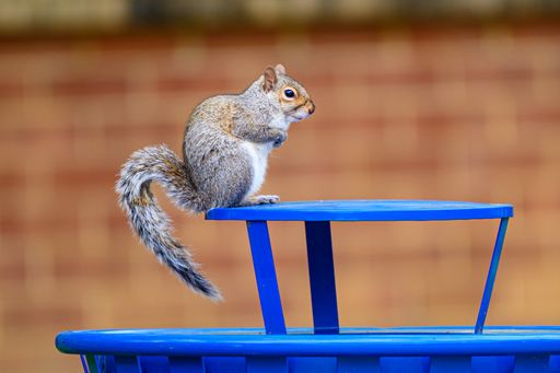 A cute squirrel sitting on a trash can in a public park