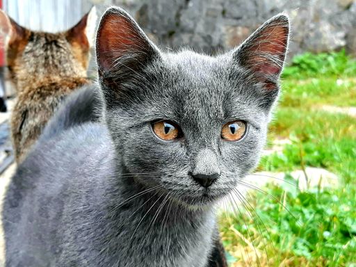 A selective focus shot of a cute gray cat outdoors