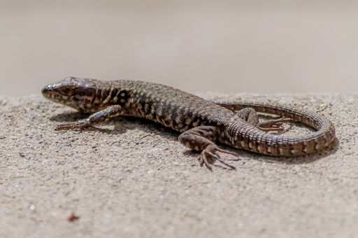 A selective focus shot of an alligator lizard resting on a big rock in the jungle