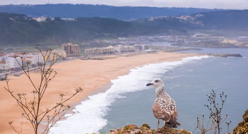 A natural view of huge ocean waves breaking in Nazare, Portugal