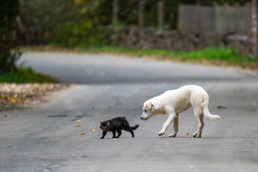 Friendly stray dog and cat walking outdoors