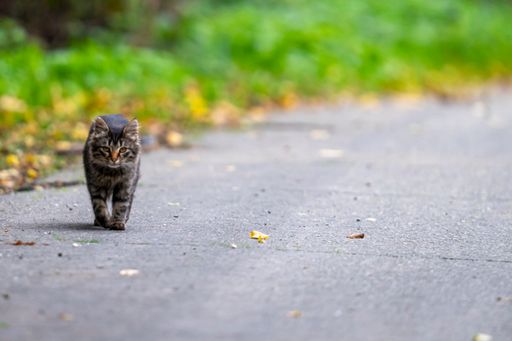 A close-up shot of a cute cat of marble color is walking on the road, blurred background