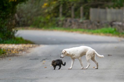 A close-up shot of a beautiful grey cat and white dog walking on the road