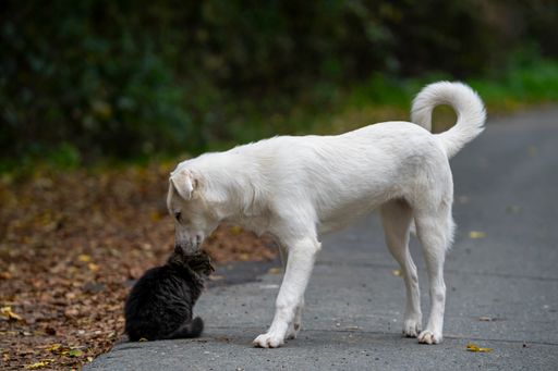 A close-up shot of a lovely grey cat and white dog standing on the road