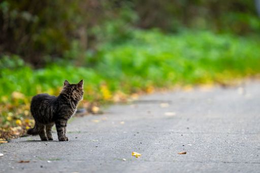 A close-up shot of a cute cat of marble color is standing on the road, blurred background
