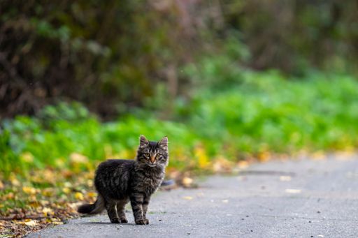 A close-up shot of a cute cat of marble color is standing on the road, blurred background