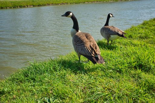 A closeup shot of black-headed geese standing on the shore