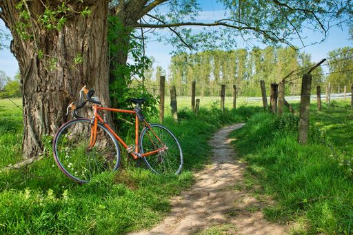 A beautiful shot of a bicycle leaning against a tree at daytime