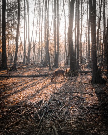 A vertical shot of a deer in the woods during atumn