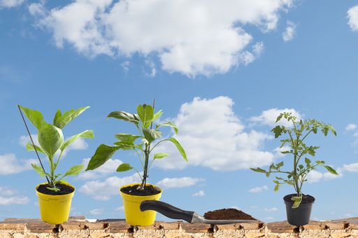 A trowel with soil on it on a stone wall with houseplants under the sunlight and a blue sky at daytime