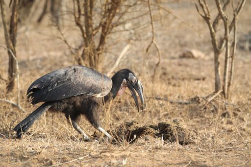 Southern Ground Hornbill foraging in Kruger National Park, South Africa, iconic endangered African bird species.