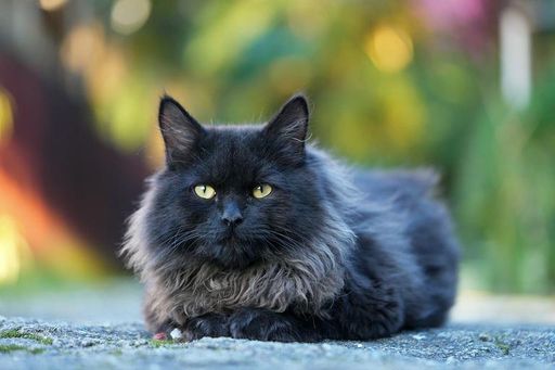 A fluffy black cat with bright yellow eyes lies on a stone surface with a blurred colorful background.