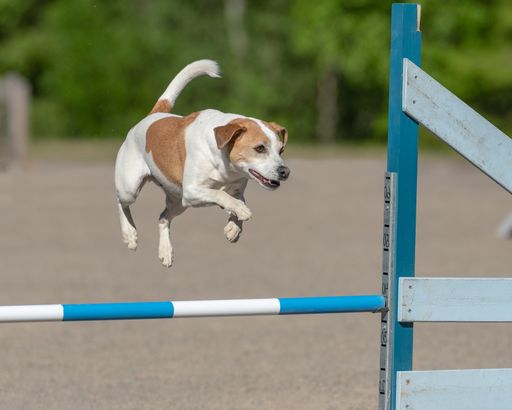 A Jack Russell Terrier jumps over an agility hurdle in an agility competition