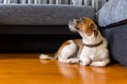 A cute dog lying on the floor by the couch