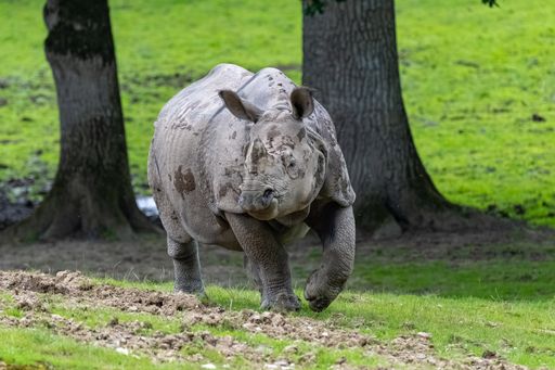 Baby rhinoceros walking in the savannah, beautiful animal
