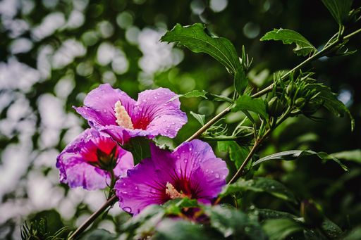Macro shot of a bright pink hibiscus after a rain shower.