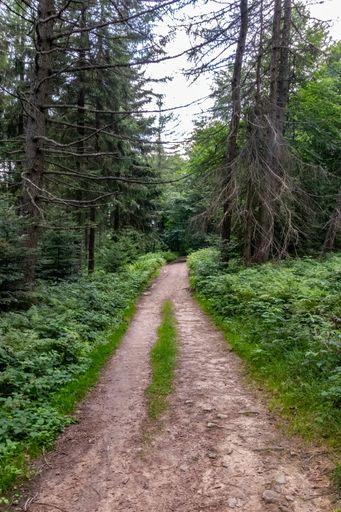 A vertical shot of a long walking trail through a green forest
