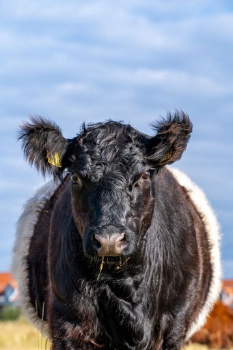 Close-up of a black cow with a white belt in a sunny field, blue sky in the background.