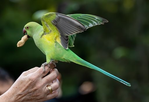 A Shallow focus of a green Newton's parakeet parrot and hands feeding