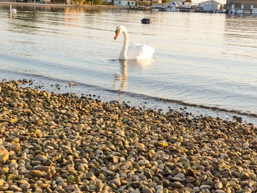 A lone white swan at the rocky seaside