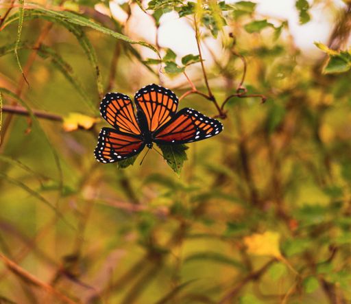 A closeup of a butterfly on green plants