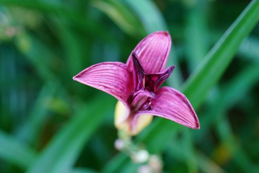 Close-up of a vibrant purple flower with green blurred background, showcasing nature's beauty.