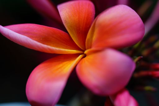 Close-up of a vibrant pink and orange plumeria flower with soft focus background, showcasing natural beauty.