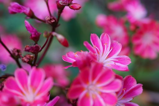 Close-up of vibrant pink flowers in full bloom with soft focus background.