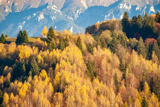 A beautiful view of the landscape with large autumn trees