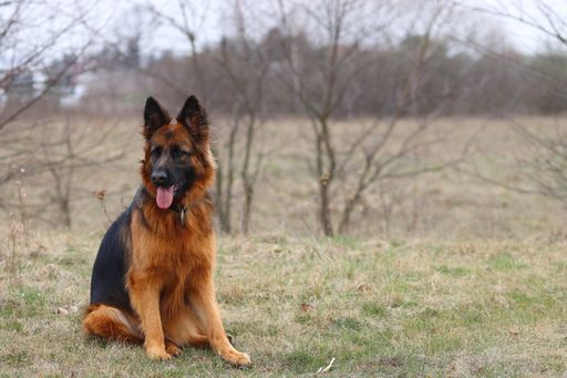 A brown shepherd dog sitting outdoors with the tongue out on a dry grass