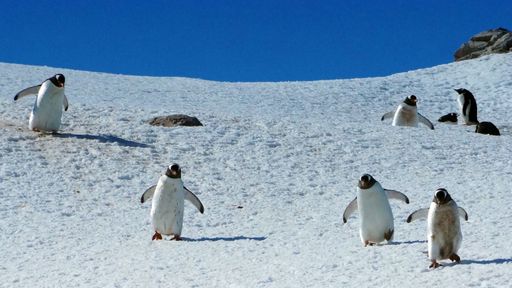 Gentoo penguins walking on snowy terrain under a clear blue sky in Antarctica.