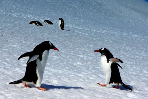 Gentoo penguins walking on snow in Antarctica under a clear blue sky.