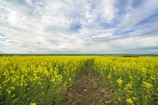 A beautiful landscape shot of yellow flower field under a sky with white clouds