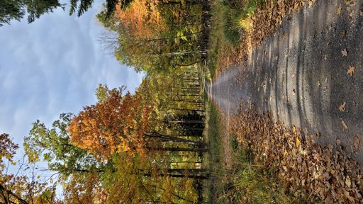 A vertical shot of a road surrounded by trees and dried leaves on a rainy day in autumn