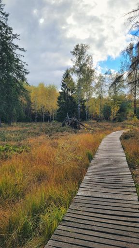 A vertical shot of a wooden walkway in a forest covered in trees under a blue cloudy sky in autumn