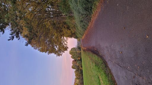 A vertical shot of a road surrounded by trees and dried leaves in the evening in autumn
