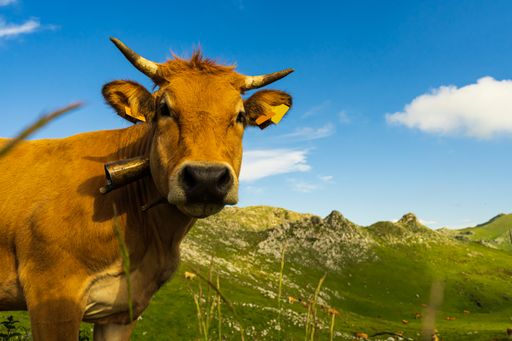 A beautiful view of the cow looking at the camera in the field in Angliru Peak, Asturias